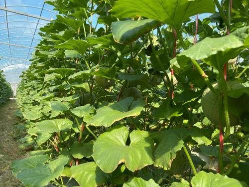 2022吃瓜集合,盘点那些年我们一起“瓜”过的热点事件