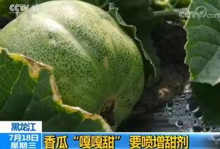 8岁吃瓜,8岁吃瓜的欢乐时光