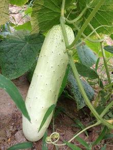 对摘组吃瓜,网络热词背后的文化现象与心理解读