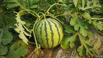 对摘组吃瓜,网络热词背后的文化现象与心理解读