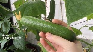 对摘组吃瓜,网络热词背后的文化现象与心理解读