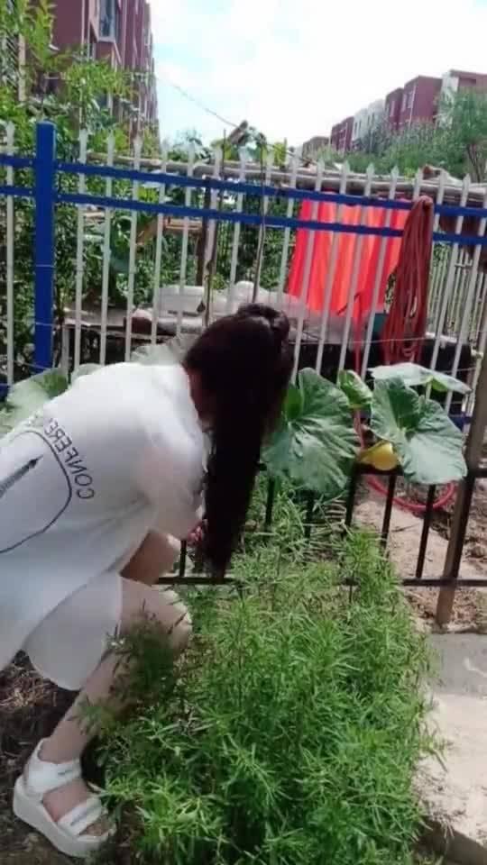 老王家吃瓜比赛,一场别开生面的吃瓜盛宴