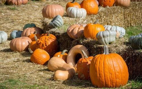 油品吃瓜,揭秘油品市场中的“甜蜜陷阱”